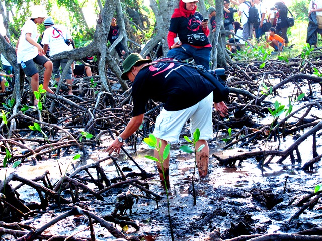 Menanam bakau di Pulau Rambut Menanam bakau di Pulau Rambut